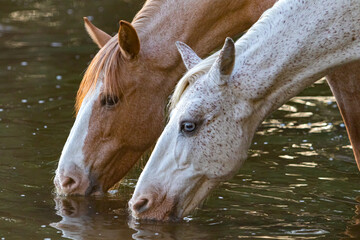 Band of wild horses in the Arizona desert drinking water and eating food