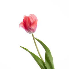 red tulip close-up, isolate on white background, romantic spring flower, Mother's day background