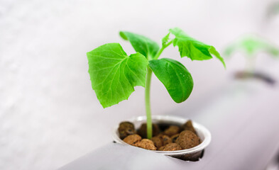 Hydroponics method of growing plants.Vegetables hydroponics farm