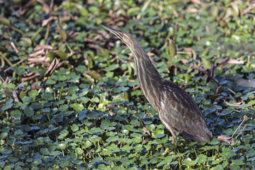 American bittern in the Texas swamp
