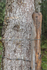 Baum mit Holzstab, Nahaufnahme