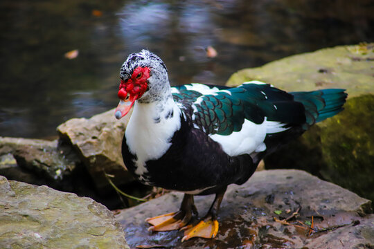 a white, black and red Muscovy duck standing on the rocks in the water at The Duck Pond Park in Atlanta Georgia