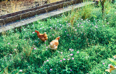 Red feathered hen walking in the garden field