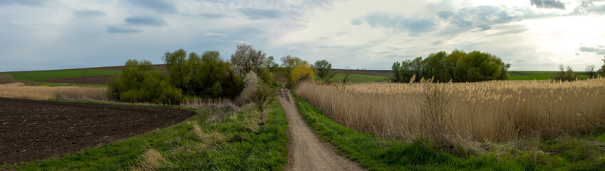 beautiful panorama of green meadows and lakes with reeds in the countryside