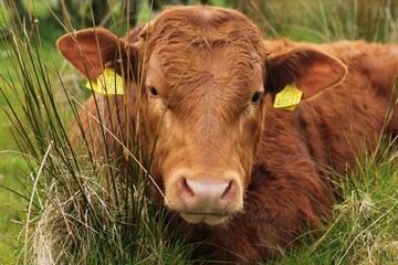 Cattle: Limousin breed bullock lying amongst reeds in field on farmland in rural Ireland