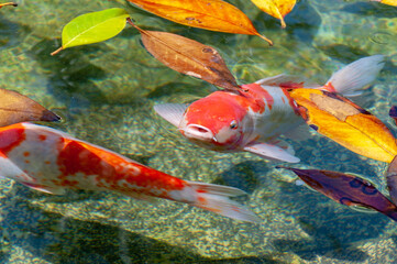 Koi carp in a pond with fallen leaves on the surface of the water. Beautiful koi fish. High Angle View Of Koi Carp Swimming In Pond