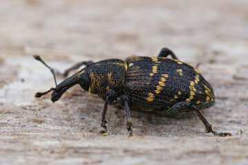 Closeup of the colorful large pine weevil, Hylobius abietis, a major pest of coniferous trees