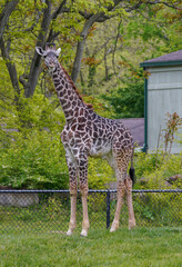 Young Masai Giraffe