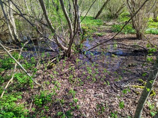 swamp in the forest at daytime in spring