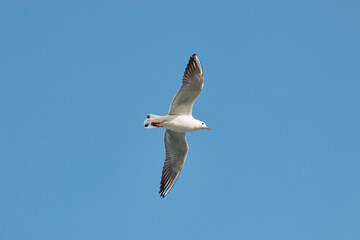 Fototapeta na wymiar a gull bird flies in the sky close up