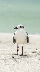 Laughing Gull standing on top of a sandy beach close up along shore