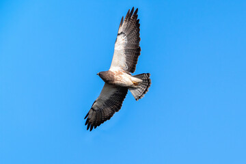 Closeup of a Swainson's Hawk (Light Morph) looking up at the sky with interest, possibly exhibiting a hunting technique where it snatches insects out of the air while in flight.