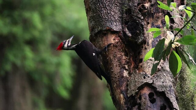 A pileated woodpecker video clip 