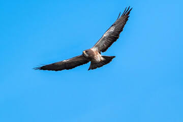 Closeup of a Swainson's Hawk approaching in flight against a pretty blue sky background.