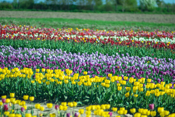 Fototapeta premium Multicolored beds of beautiful blooming tulips
