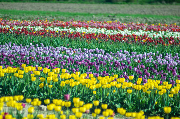 Multicolored beds of beautiful blooming tulips