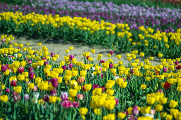 Multicolored beds of beautiful blooming tulips