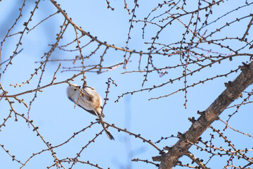 Long-tailed tit