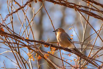 Fototapeta premium Jay 