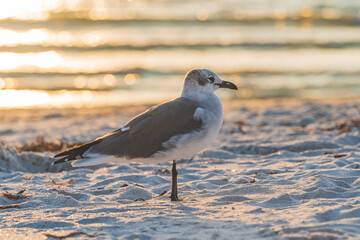 Laughing Gull on beach close up during sunset in profile