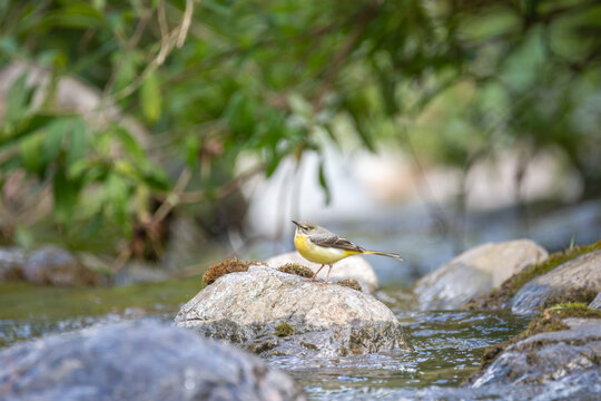 yellow wagtail on a rock in the river