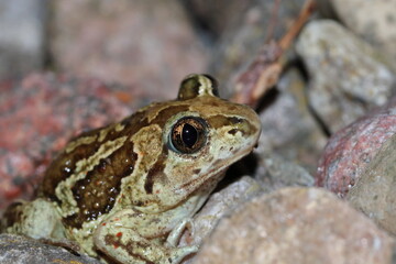 Spadefoot