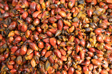 Palm kernels prepared for palm oil production in Sierra Leone 