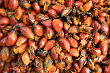 Palm kernels prepared for palm oil production in Sierra Leone 