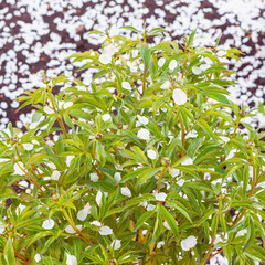 Petals fell from a blooming apple tree in spring to a green bush with flowers.