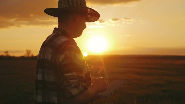 Agriculture. Young handsome farmer standing in field with hands on hips and looking forward. Rear view of male farmer standing in field at sunset. Man agriculturist inspects a field of small wheat.