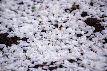Fallen flowers of an apple tree on the ground. Apple tree petals.