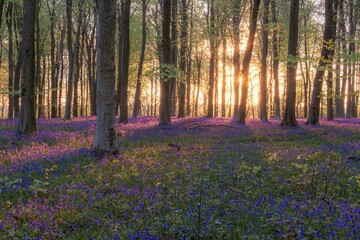 morning in the woods