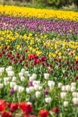 Fototapeta premium Colorful multicolored beds of tulips on a spring day