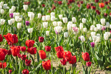 Colorful multicolored beds of tulips on a spring day