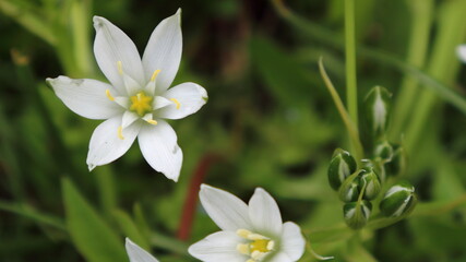 Obraz na płótnie Canvas Small white wildflowers-stars on a green spring meadow.