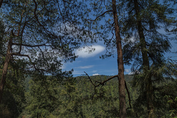 mirador árboles con nubes 