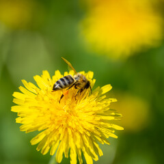Bee on a flower. Yellow dandelion.