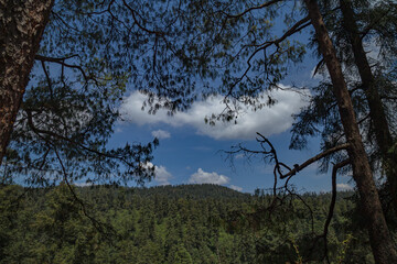 mirador &aacute;rboles con nubes 