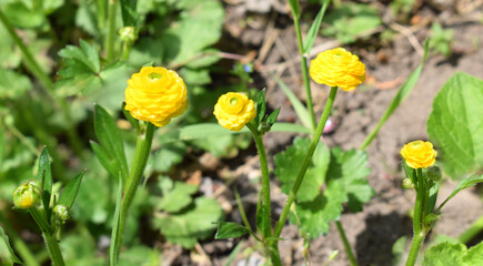 Yellow flowers of buttercup. Ranunculus asiaticus, a cultivated form.