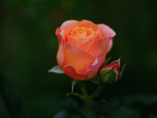 Portraits de Roses dans leur splendeur