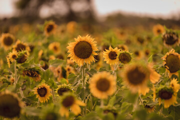 Vibrant close-ups of sunflowers in a beautiful field. Nature's beauty in every petal. Perfect for bringing a touch of sunshine to your projects.