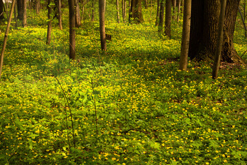 Anemone buttercup . in the spring forest.The ground is covered with yellow flowers