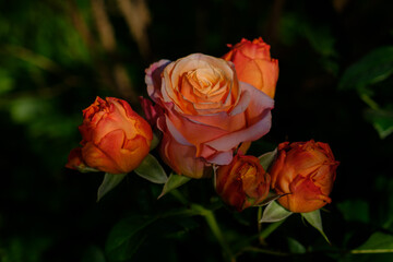 Portraits de Roses dans leur splendeur