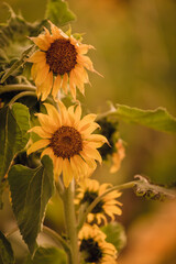 Vibrant close-ups of sunflowers in a beautiful field. Nature's beauty in every petal. Perfect for bringing a touch of sunshine to your projects.