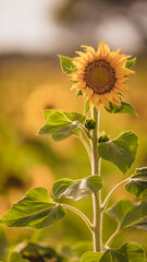 Vibrant close-ups of sunflowers in a beautiful field. Nature's beauty in every petal. Perfect for bringing a touch of sunshine to your projects.