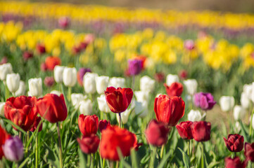 Obraz premium Colorful multicolored beds of tulips on a spring day