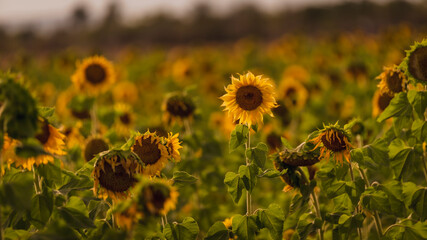 Vibrant close-ups of sunflowers in a beautiful field. Nature's beauty in every petal. Perfect for bringing a touch of sunshine to your projects.