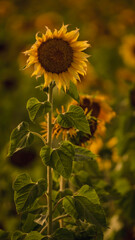 Vibrant close-ups of sunflowers in a beautiful field. Nature's beauty in every petal. Perfect for bringing a touch of sunshine to your projects.