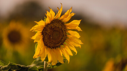 Vibrant close-ups of sunflowers in a beautiful field. Nature's beauty in every petal. Perfect for bringing a touch of sunshine to your projects.