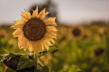 Vibrant close-ups of sunflowers in a beautiful field. Nature's beauty in every petal. Perfect for bringing a touch of sunshine to your projects.